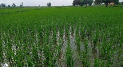 mahotarai peddy farm