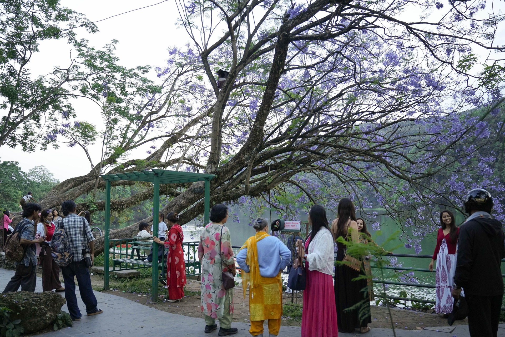फोटो खिच्ने नयाँ स्पट बन्यो ज्याकराण्डाले सिंगारियो लेकसाइडको गौरीघाट (तस्बिरहरू)